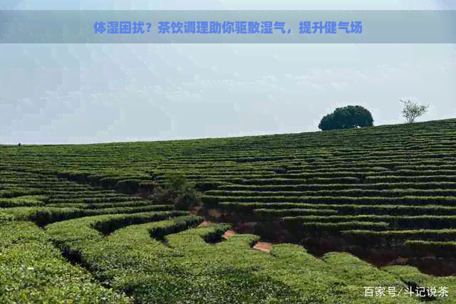 体湿困扰？茶饮调理助你驱散湿气，提升健气场