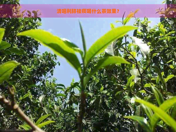 清咽利肺祛痰喝什么茶效果？