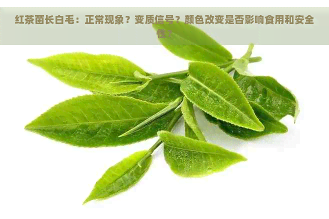 红茶菌长白毛：正常现象？变质信号？颜色改变是否影响食用和安全性？