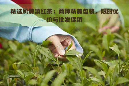 精选凤牌滇红茶：两种精美包装，限时优价与批发促销