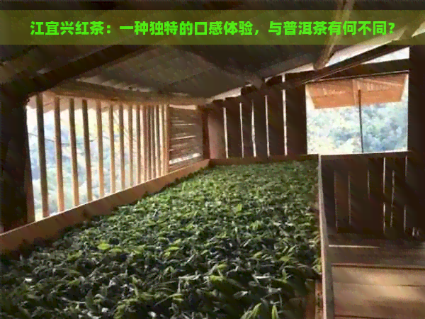 江宜兴红茶：一种独特的口感体验，与普洱茶有何不同？