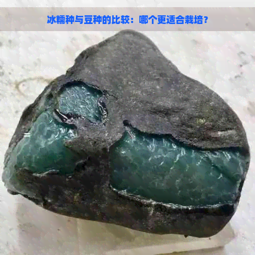 冰糯种与豆种的比较：哪个更适合栽培？