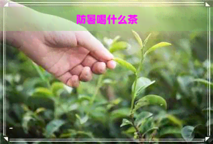 防暑喝什么茶