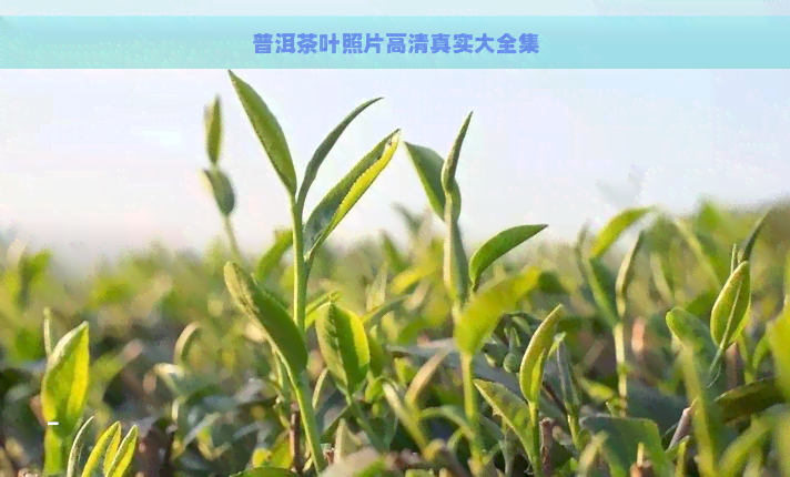 普洱茶叶照片高     实大全集