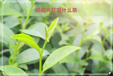 肝胆火旺喝什么茶