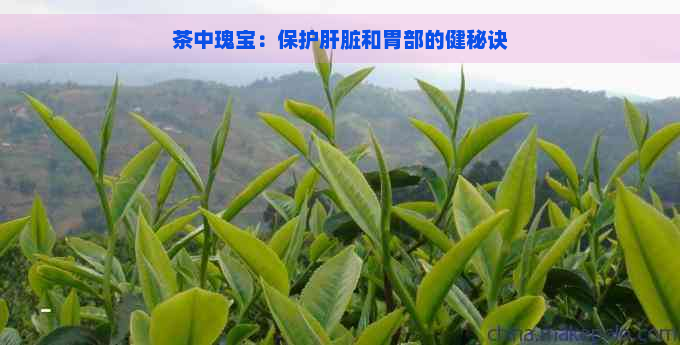 茶中瑰宝：保护肝脏和胃部的健秘诀