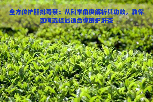 全方位护肝排茶：从科学角度解析其功效，教你如何选择最适合你的护肝茶