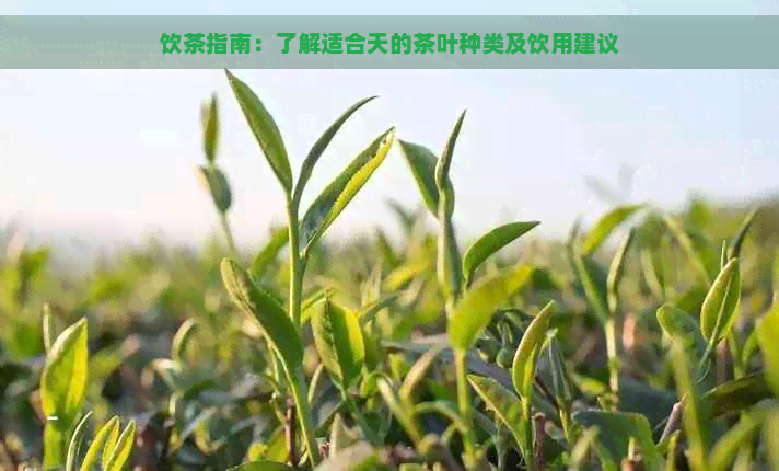 饮茶指南：了解适合天的茶叶种类及饮用建议