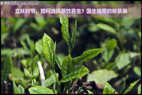 立秋时节，如何选择茶饮养生？医生推荐的秋茶单