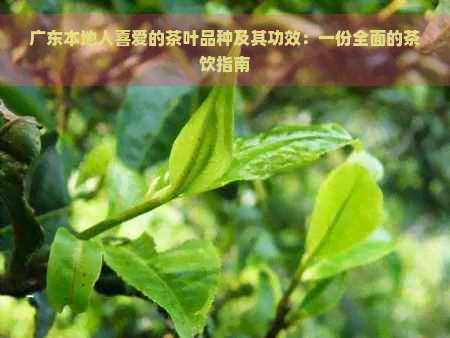 广东本地人喜爱的茶叶品种及其功效：一份全面的茶饮指南