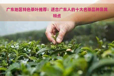 广东地区特色茶叶推荐：适合广东人的十大名茶品种及其特点