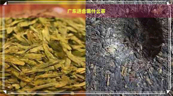 广东适合喝什么茶