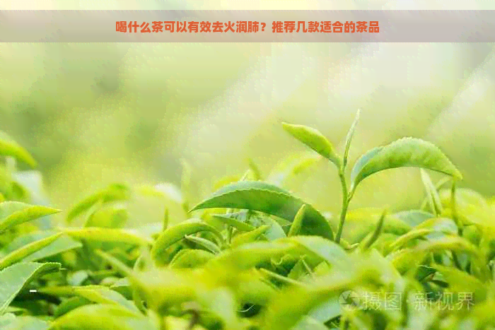 喝什么茶可以有效去火润肺？推荐几款适合的茶品