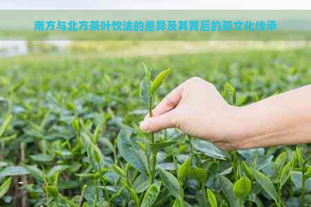 南方与北方茶叶饮法的差异及其背后的茶文化传承