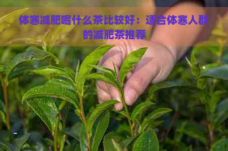 体寒减肥喝什么茶比较好：适合体寒人群的减肥茶推荐