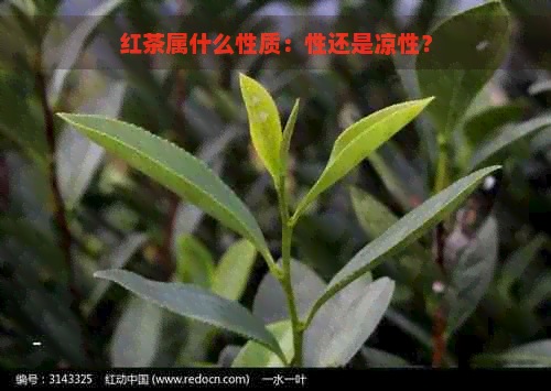 红茶属什么性质：性还是凉性？