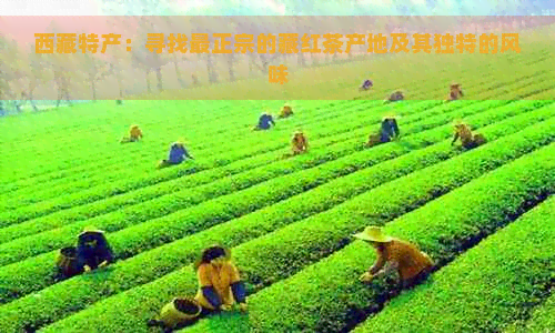      特产：寻找最正宗的藏红茶产地及其独特的风味