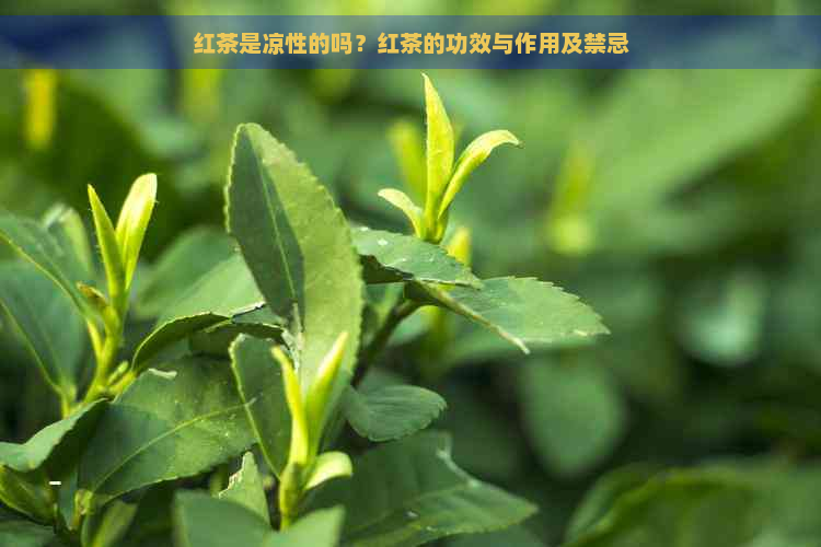 红茶是凉性的吗？红茶的功效与作用及禁忌