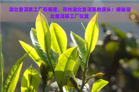 湖北普洱茶工厂在哪里，寻找湖北普洱茶的源头：揭秘湖北普洱茶工厂位置