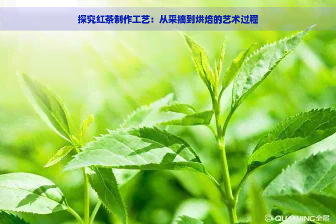 探究红茶制作工艺：从采摘到烘焙的艺术过程