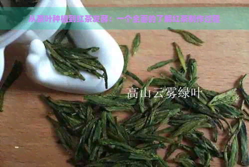 从茶叶种植到红茶发酵：一个全面的了解红茶制作过程