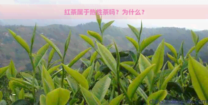 红茶属于热性茶吗？为什么？