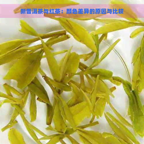 新普洱茶与红茶：颜色差异的原因与比较