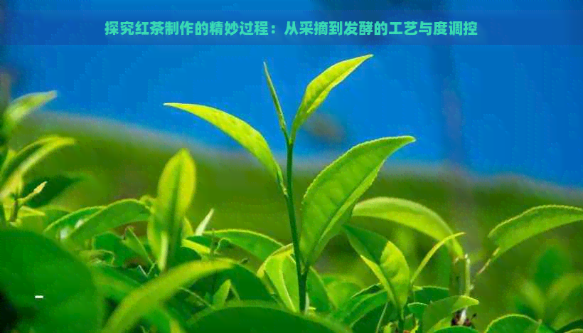 探究红茶制作的精妙过程：从采摘到发酵的工艺与度调控