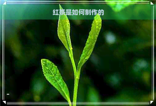 红茶是如何制作的