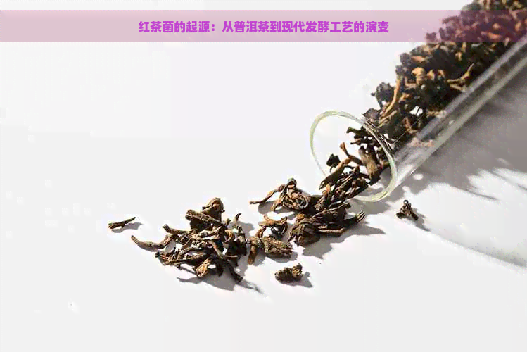 红茶菌的起源：从普洱茶到现代发酵工艺的演变