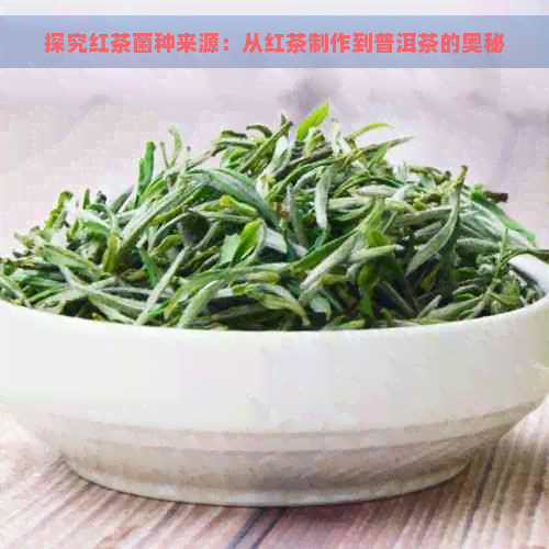 探究红茶菌种来源：从红茶制作到普洱茶的奥秘