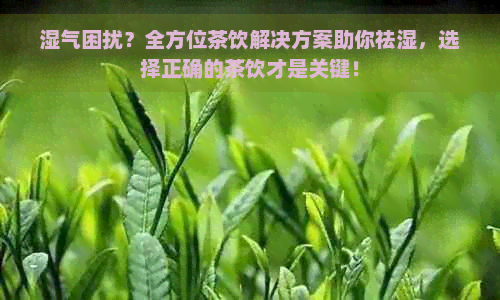 湿气困扰？全方位茶饮解决方案助你祛湿，选择正确的茶饮才是关键！