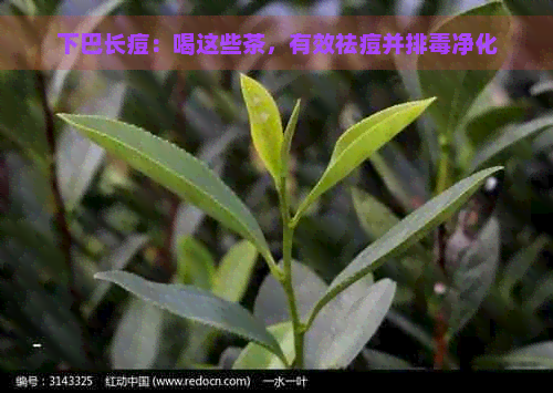 下巴长痘：喝这些茶，有效祛痘并排净化