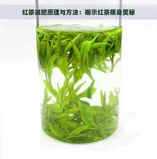 红茶减肥原理与方法：揭示红茶瘦身奥秘