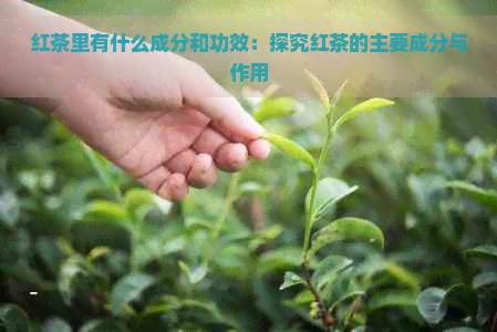 红茶里有什么成分和功效：探究红茶的主要成分与作用