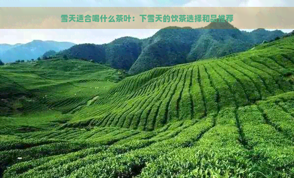 雪天适合喝什么茶叶：下雪天的饮茶选择和品推荐