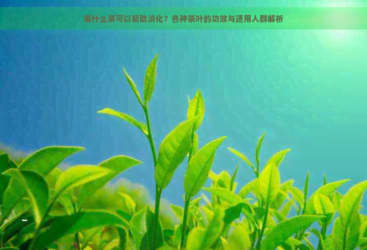 喝什么茶可以帮助消化？各种茶叶的功效与适用人群解析