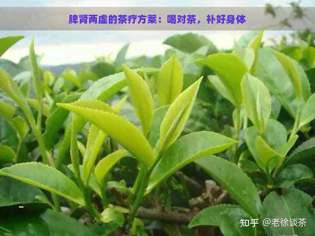 脾肾两虚的茶疗方案：喝对茶，补好身体