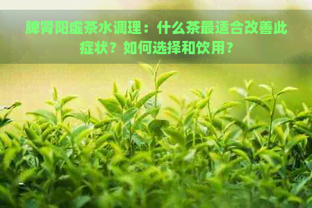 脾肾阳虚茶水调理：什么茶最适合改善此症状？如何选择和饮用？