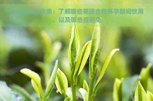 孕妇健茶饮指南：了解哪些茶适合在怀孕期间饮用，以及哪些应避免