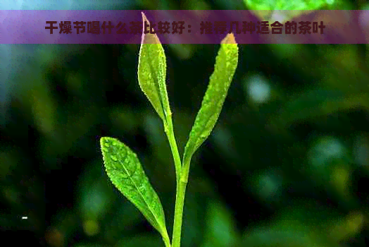 干燥节喝什么茶比较好：推荐几种适合的茶叶