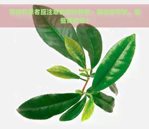 肾结石患者应注意的茶叶种类：哪些茶可饮，哪些需避免？