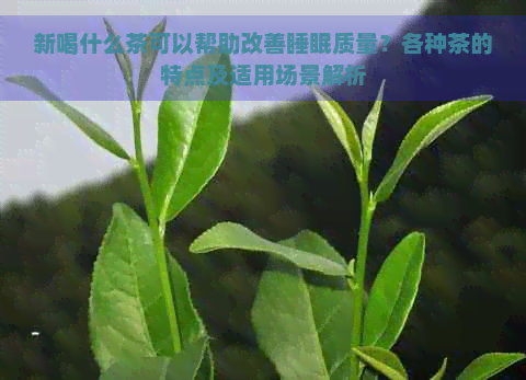 新喝什么茶可以帮助改善睡眠质量？各种茶的特点及适用场景解析