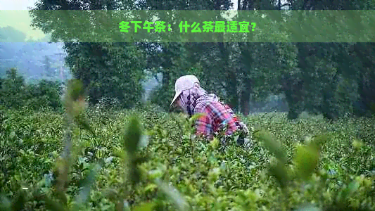 冬下午茶：什么茶最适宜？