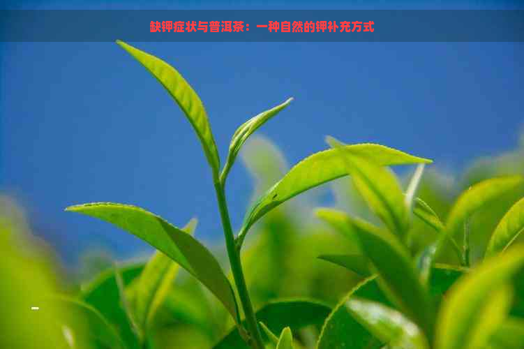 缺钾症状与普洱茶：一种自然的钾补充方式