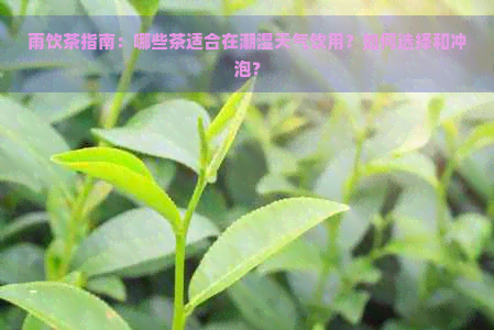 雨饮茶指南：哪些茶适合在潮湿天气饮用？如何选择和冲泡？