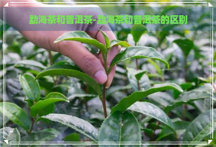 勐海茶和普洱茶-勐海茶和普洱茶的区别