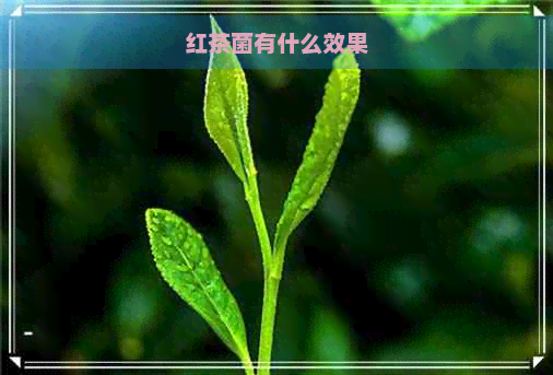 红茶菌有什么效果