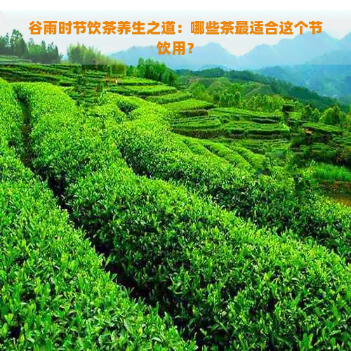 谷雨时节饮茶养生之道：哪些茶最适合这个节饮用？