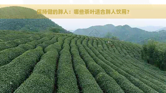 保持健的胖人：哪些茶叶适合胖人饮用？